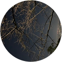 JOEY profile picture